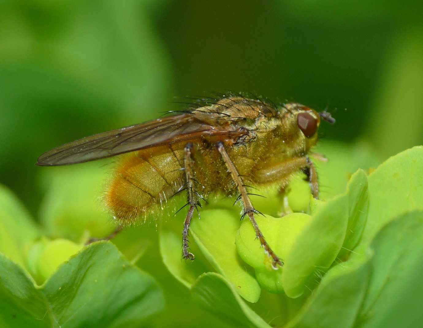 Scathophaga stercoraria  (Scathophagidae)